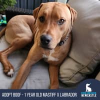 Photo of Boof   1 Year Old Mastiff X Labrador
