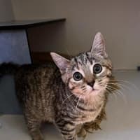 Photo of Tulip
