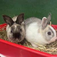 Photo of Penny (Bonded To Tabitha)