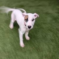 Photo of Peach