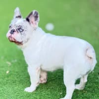 Photo of Wiggles
