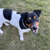 Photo of Snipper   3 Year Old Jack Russell