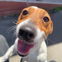 Photo of Frankie