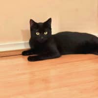 Photo of Shadow 🥰
