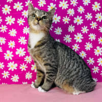 Photo of Amy   Located In Westmeadows