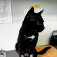 Photo of Terry Crews