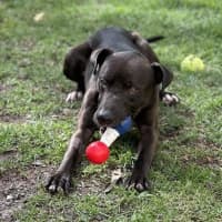 Photo of Hopper