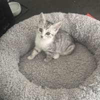 Photo of Blossom & Honeybun 