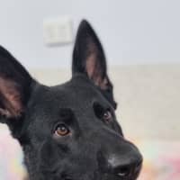 Photo of Ebony
