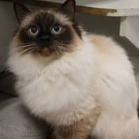 Photo of Layla