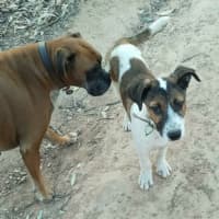 Photo of Tommy & Pickles