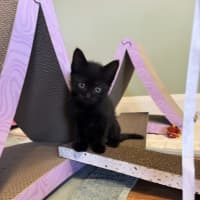 Photo of Atlas