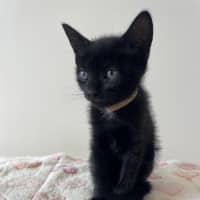 Photo of C1575 Fritz