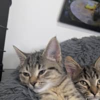 Photo of 🥜 Norton 6893 🥜