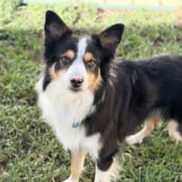 Photo of Toby