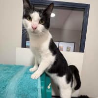 Photo of Zorro