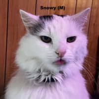 Photo of Snowy