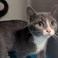 Photo of Possum