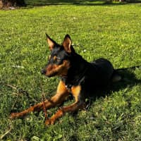 Photo of Ripper