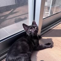 Photo of Pumpernickle Aka Pumpster