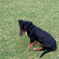 Photo of Strudel