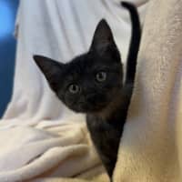 Photo of Peanut 