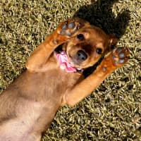 Photo of Betty   9 Week Old Mixed Breed