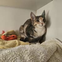 Photo of Bonsai