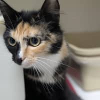 Photo of 🧚‍♀️ Pixie 5855 🧚‍♀️