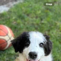 Photo of Bindi 