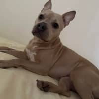 Photo of Daisy