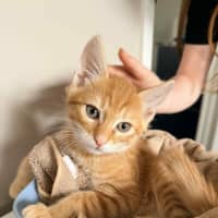 Photo of June & Simba 