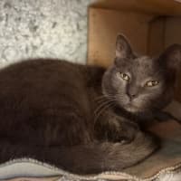 Photo of Puss