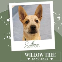 Photo of Saffron
