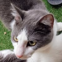 Photo of Soup   Now At Pet Quarters Thornton