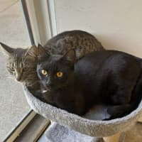 Photo of Augustus & Douglas 