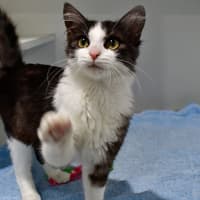 Photo of Sugar Cookie