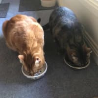 Photo of Leyton & Dakota 🐈‍⬛🌺