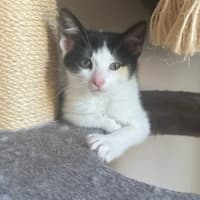 Photo of Daphne