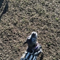 Photo of Nyxie   12 Year Old Jack Russell X