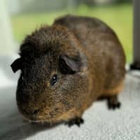 Photo of Sausage & Onyx