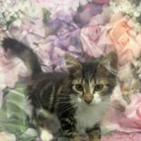 Photo of Linnie   Located In Kew