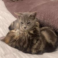 Photo of Cosmo & Teddy!