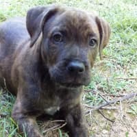 Photo of Pickles