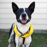 Photo of Cookie