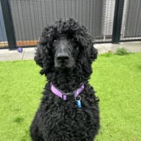 Photo of Scottie