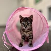 Photo of Tabby Kitten 