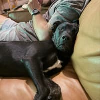 Photo of Stitch