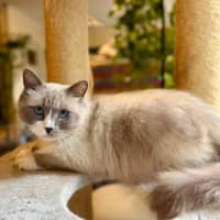 Photo of Theo   In Foster Care In Templestowe