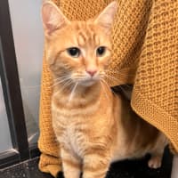 Photo of Pocket 